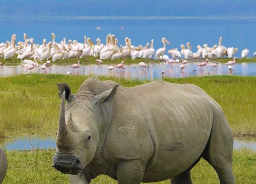 Lake Nakuru National Park Day Trip Safari
