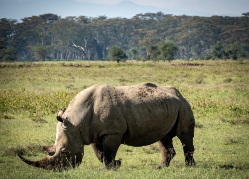 4 Days Masai Mara & Lake Nakuru Safari