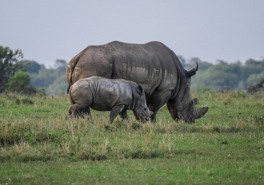 3 Days Ol Pejeta Conservancy