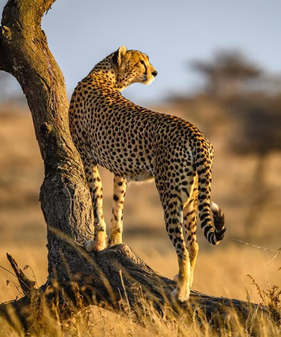 Preparing for an Unforgettable Safari Adventure in Kenya