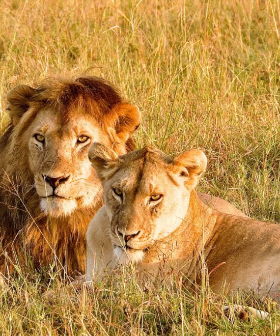Beyond the Big Five: Exploring Kenya’s Hidden Safari Gems