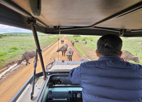 Navigating the Maasai Mara: A Safari Enthusiast’s Guide