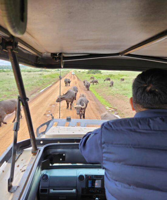 Navigating the Maasai Mara: A Safari Enthusiast’s Guide