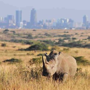 Nairobi-National-Park
