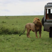 safari Transport