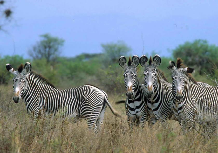 12 Days Kenya Special Safari