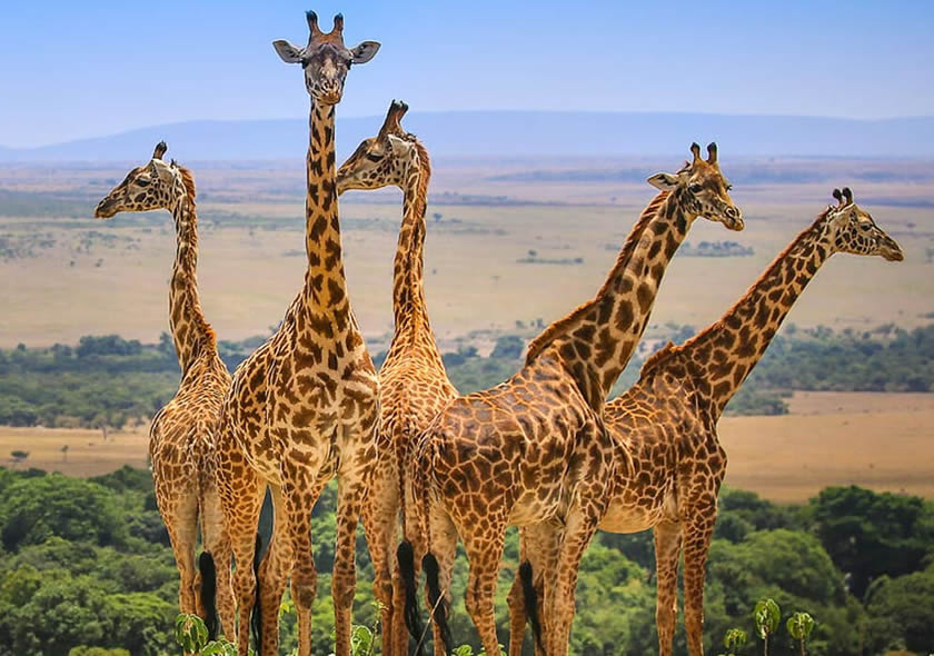 8 Days Kenya Safari