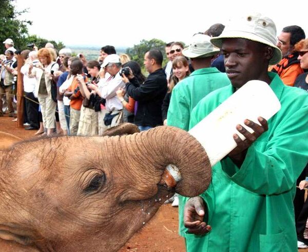 Cuidador dando el biberón a un elefante en el…