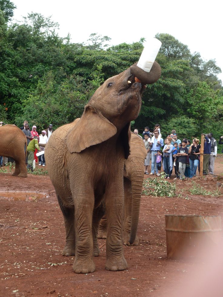 Nairobi National Park & David Sheldrick Day Trip Safari