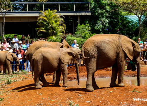 Nairobi National Park & David Sheldrick Day Trip Safari