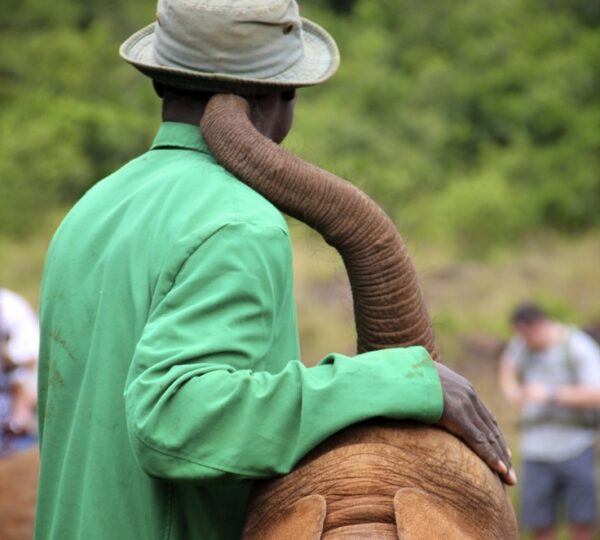 Naipoke and his carer at the David Sheldrick…