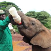 Sheldrick Wildlife Trust on Twitter