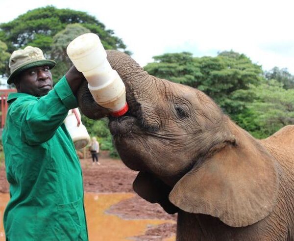 Sheldrick Wildlife Trust on Twitter