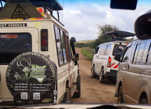 Nairobi National Park & David Sheldrick Day Trip Safari