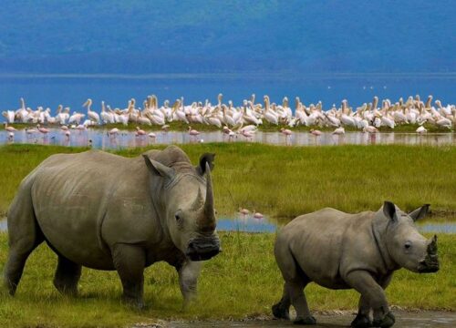 Lake Nakuru: The Conservation Jewel of the Rift