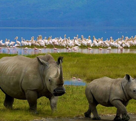 Lake Nakuru: The Conservation Jewel of the Rift