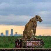 12 Top-Rated Tourist Attractions & Things to Do in Nairobi