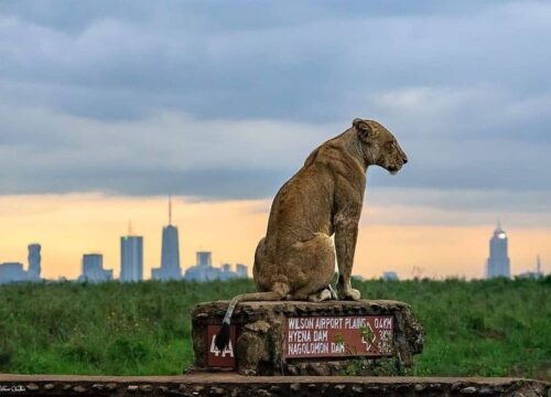 Explore Nairobi National Park: Day Safari