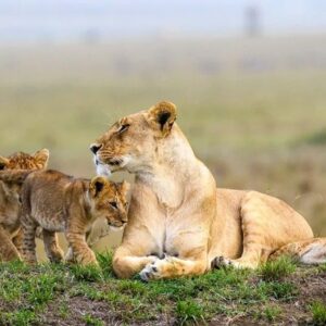 4Days Maasai Mara Camping Safari_ Cultural Exploration (1)