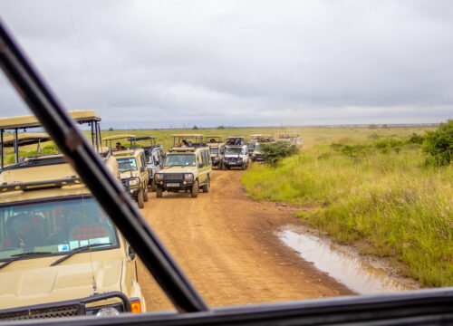 Discover Nairobi National Park & 5 Popular Iconic City Attractions Day Trip Safari