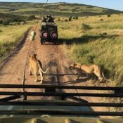 3 Days Private Tour at Masai Mara National Reserve