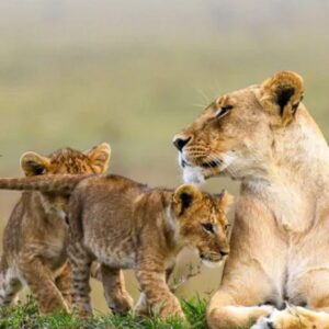 Awesome 3 Days Masai Mara Safari From Nairobi Itinerary