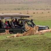Maasai Mara National Reserve , Narok, Kenya