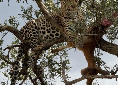 3-Day Exclusive Kenya Safari: Big Five Safari Experience from Nairobi