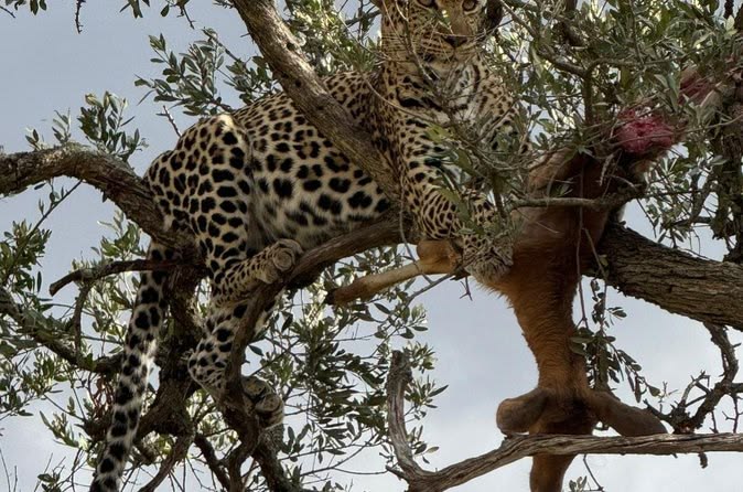 3-Day Exclusive Kenya Safari: Big Five Safari Experience from Nairobi