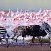 Lake Nakuru National Park Tour — Get Amazed By The Natural Beauty
