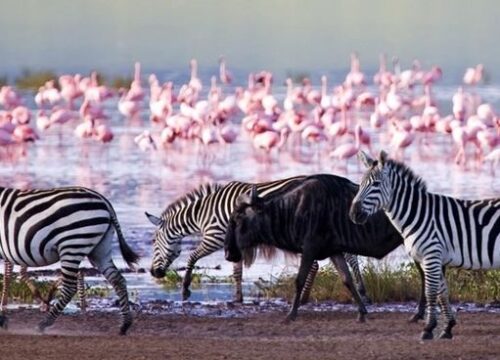 2-Day Kenya Wildlife Safari: Lake Nakuru Great Rift Valley Escape