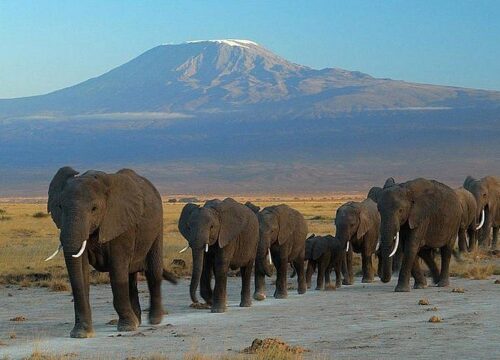 2-Day Amboseli Big Tusker Safari Experience