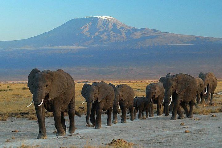 2-Day Amboseli Big Tusker Safari Experience